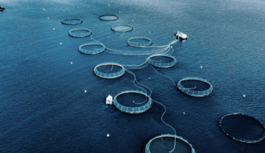 Iceland's Kaldvik reduces harvest guidance as it deals with low-quality smolt generation