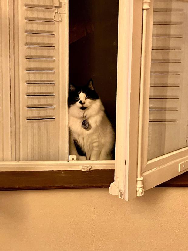 Chiara's cat Puccini, pictured at an Airbnb in Teyran in October, remains at her side.