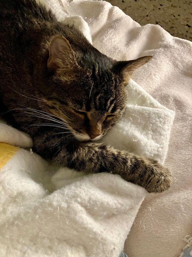Chiara traveled to France with her two cats Willy, pictured, and Puccini. Sadly, Willy passed away a few months after she arrived.