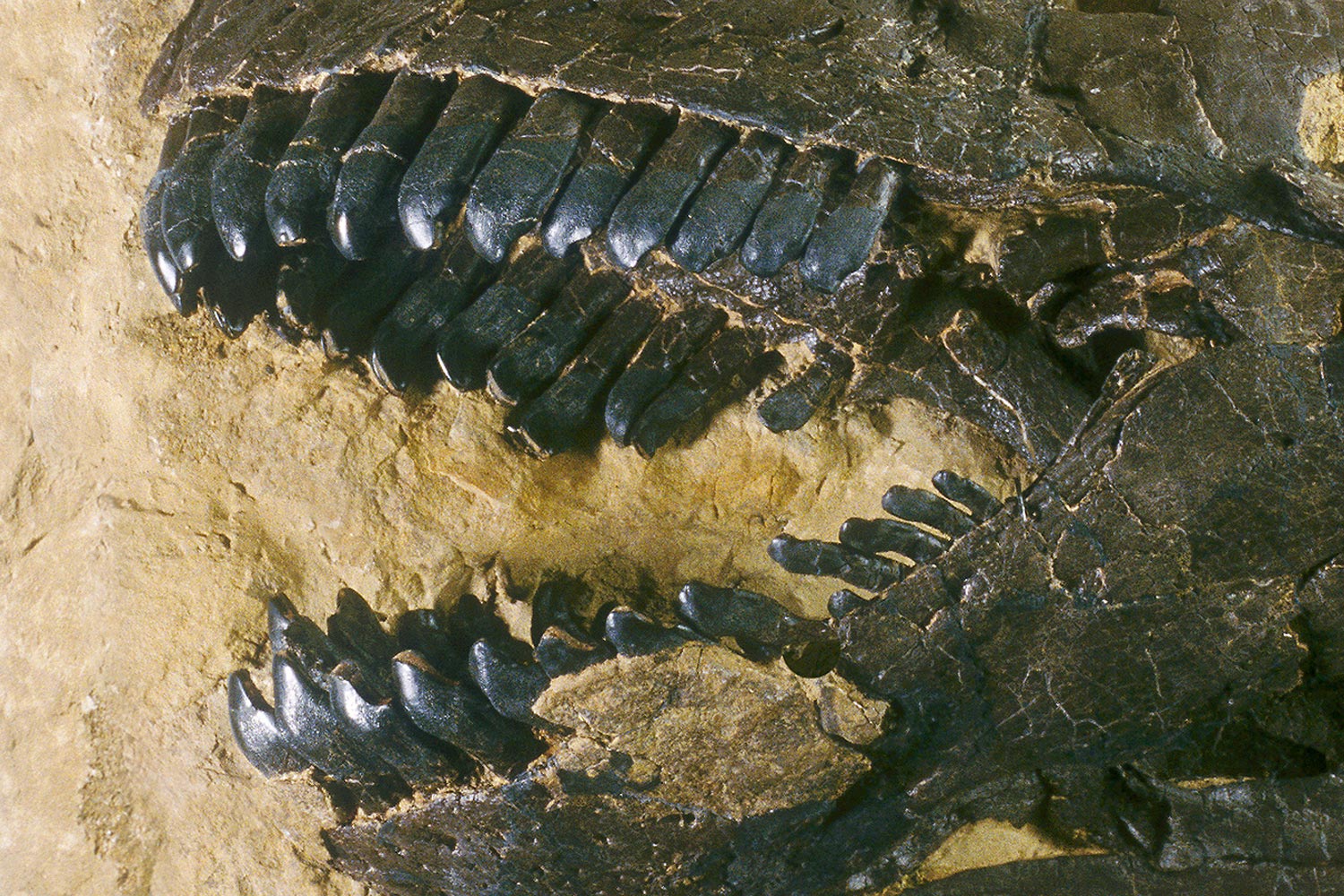 Teeth of a Camarasaurus