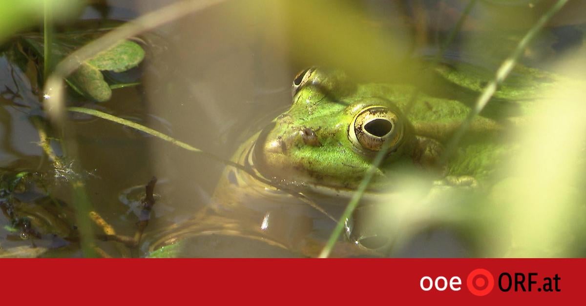 Urteil: Frösche in Schwimmteich zu laut
