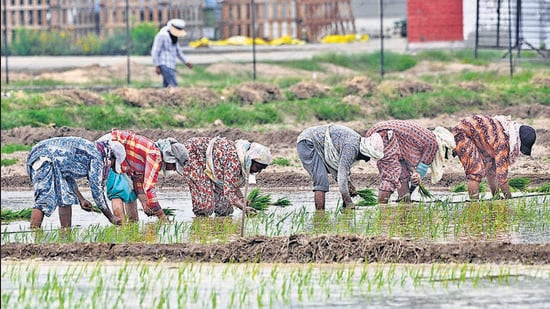 Unlike sectors such as smartphones and pharmaceuticals that remain exempt from Trump’s tariff offensive, basmati rice faces the full burden of America’s punishment for India’s energy relationship with Russia. (HT PHOTO)