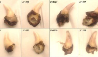 Jysk jæger idømt fængsel: Gemte ulvetænder i sin fryser