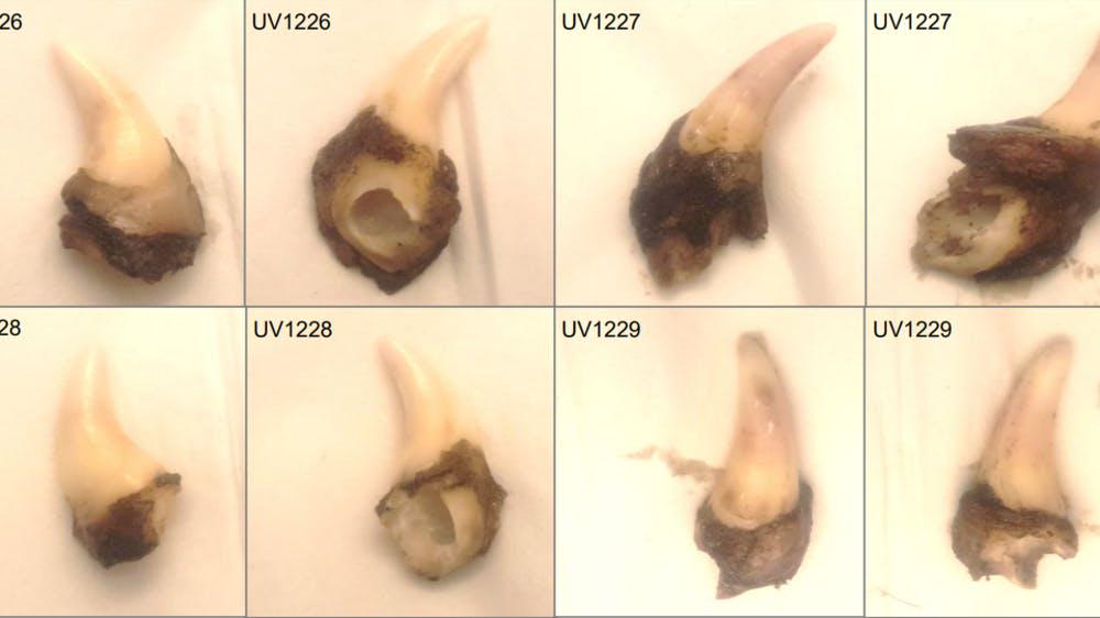 Jysk jæger idømt fængsel: Gemte ulvetænder i sin fryser