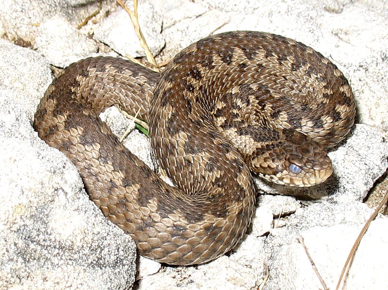 Karst Meadow Viper