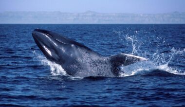 Blue whales have gone silent. Why that has scientists worried about Earth’s biggest animals ... and the ocean