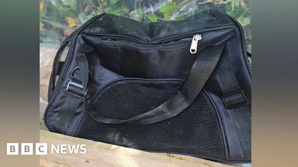 Teenagers detained for mutilating kittens near Ruislip Golf Course - BBC News