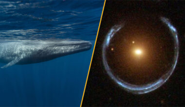 A blue whale and the Cosmic Horseshoe.