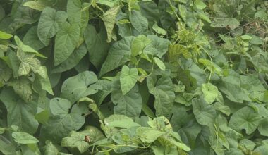Next doors garden is overrun with this plant and its creeping under our fence. What is it?
