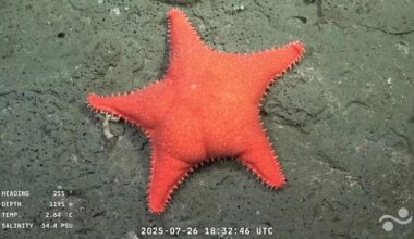 'Big-butt starfish,' 'little sweet potato' and dozens of never-before-seen species recorded during deep-sea expedition off Argentina