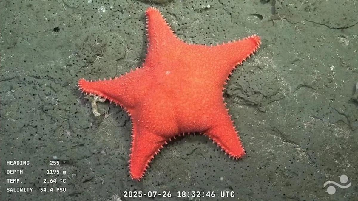 'Big-butt starfish,' 'little sweet potato' and dozens of never-before-seen species recorded during deep-sea expedition off Argentina
