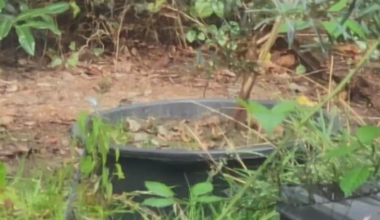 Stau in der Waschstraße