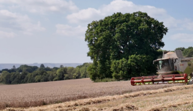 Harvest day today for the wheat I've been staring at from my garden for the past months...