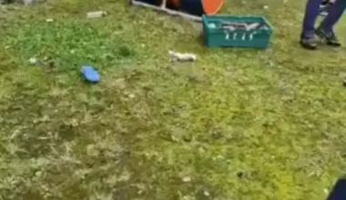 Viral video claiming immigrants in Dublin cooked a dog is false - it was a pig at a community BBQ
