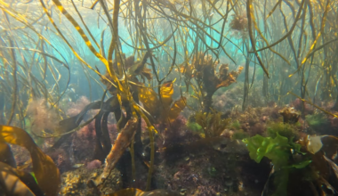 Look how gorgeous the U.K. is underwater