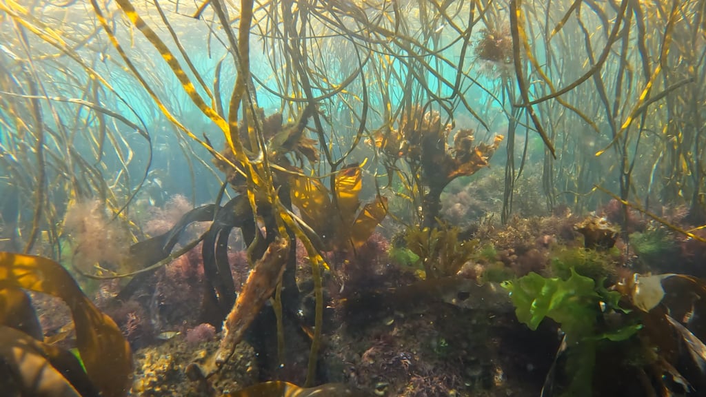 Look how gorgeous the U.K. is underwater