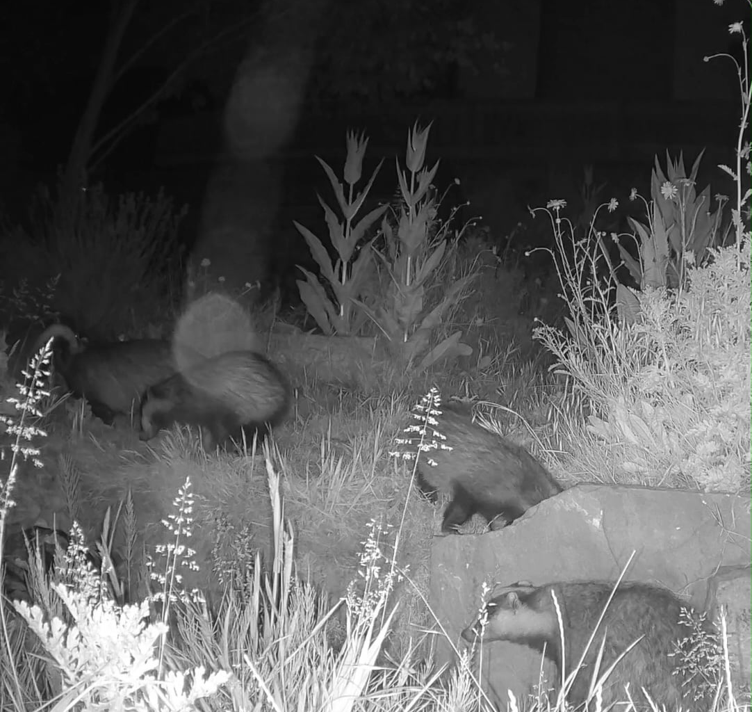 BADGERS! In a garden in Hastings