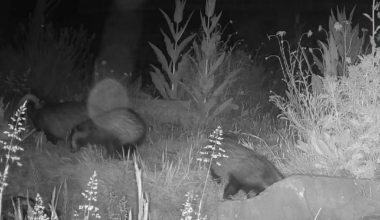 BADGERS! In a garden in Hastings