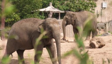 Packing Their Trunks: Whipsnade Elephants Head to Chester Zoo for Breeding Mission