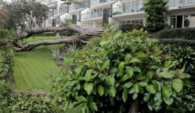 Takapuna apartment residents battle to remove downed pōhutukawa