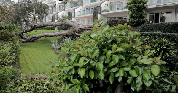 Takapuna apartment residents battle to remove downed pōhutukawa