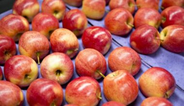 Apple Production and Price Outlook for Ukraine, Moldova and Poland – Disappointing for Consumers • EastFruit