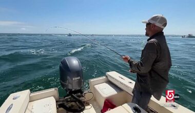 Bluefish help power New England’s blue economy
