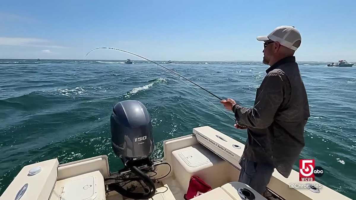 Bluefish help power New England’s blue economy
