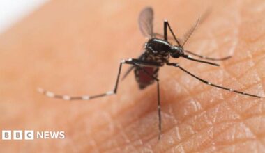 An Aedes aegypti mosquito - one of two that spreads chikungunya virus - in close up, on the back of someone's hand