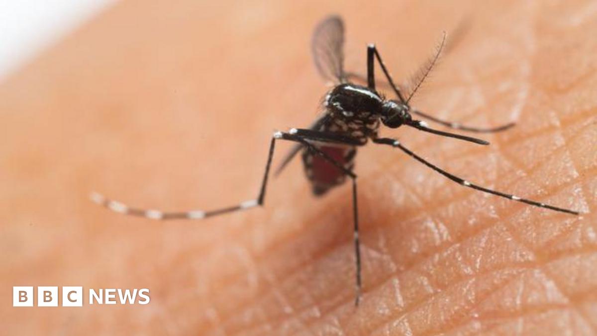 An Aedes aegypti mosquito - one of two that spreads chikungunya virus - in close up, on the back of someone's hand