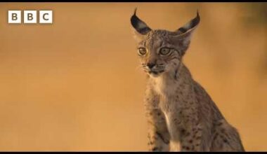 Iberian Lynx kittens find refuge on an abandoned farm