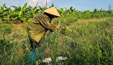 Fistful of dollars and rice for Vietnam farmers displaced for $1.5 billion Trump golf club