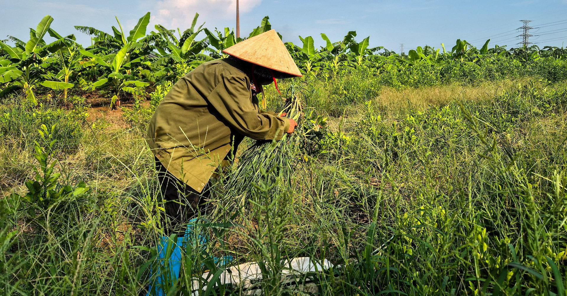 Fistful of dollars and rice for Vietnam farmers displaced for $1.5 billion Trump golf club