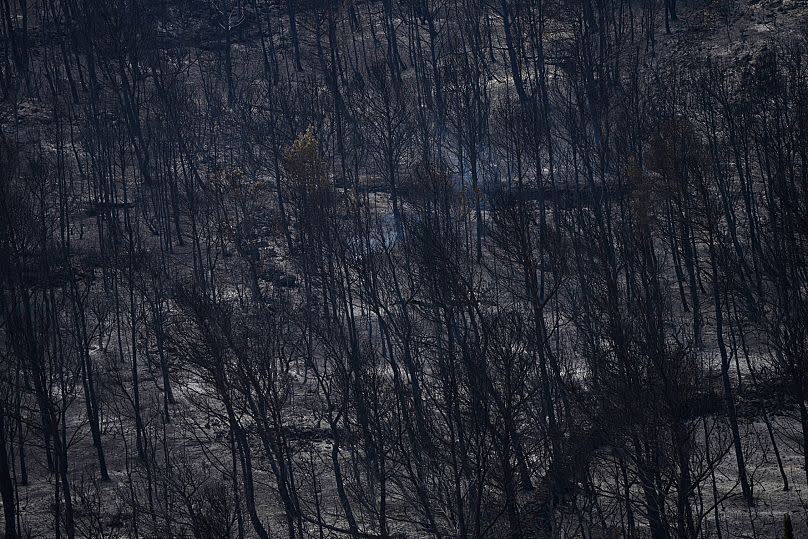 Des arbres brûlés sont photographiés lors d'un des plus grands incendies de forêt depuis des décennies à Fontjoncouse, dans le sud de la France, le vendredi 8 août 2025.