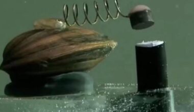 The water quality in Warsaw, the capital city of Poland, is monitored by 8 clams. If the water gets too toxic, they close, and this triggers analyses that can immediately shut off the city's water supply, if at least 4 are close.