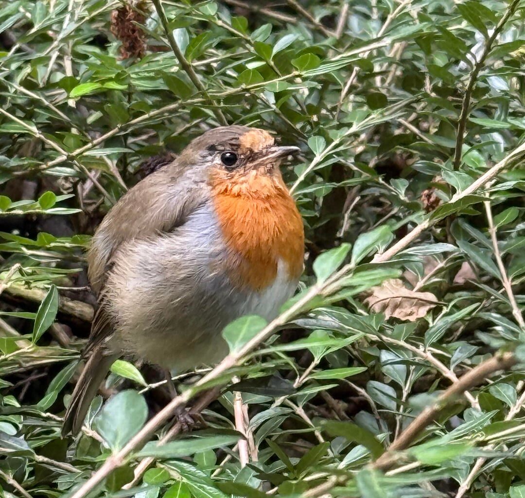 Met this cheeky tweeter today