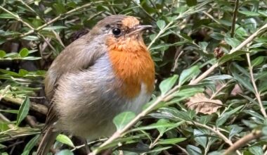 Met this cheeky tweeter today