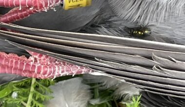 Tote Brieftaube(vermutlich tschechisch?) mit Ring gefunden - wo melden damit Besitzer Bescheid weiß?