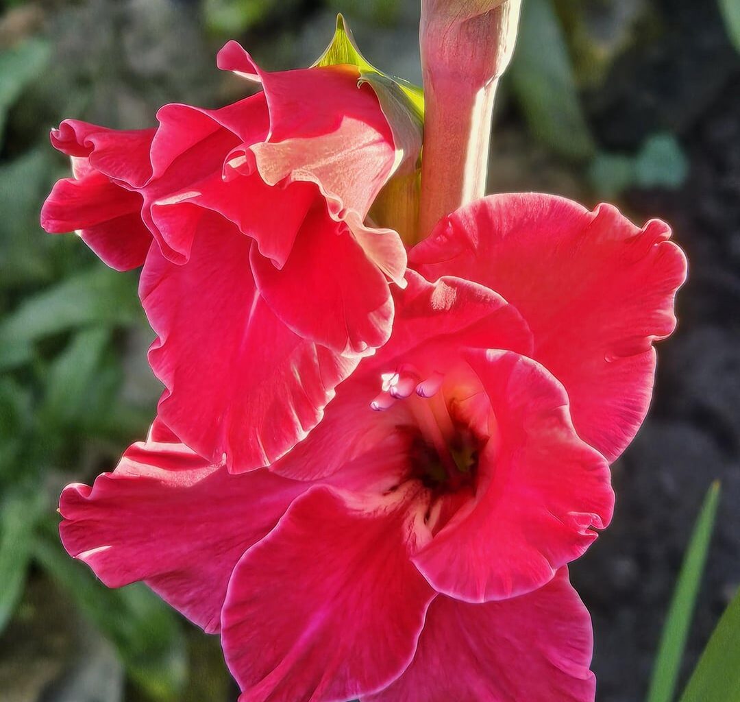 Schönheit der Natur