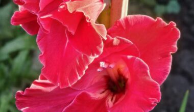 Schönheit der Natur