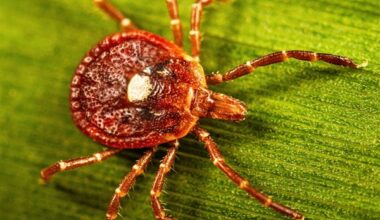 Threats from ticks, mosquitoes increase the costs of climate change, experts say