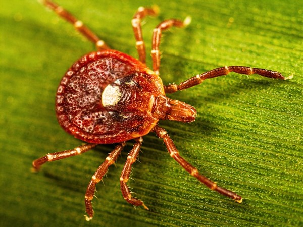 Threats from ticks, mosquitoes increase the costs of climate change, experts say
