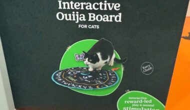 As if things are not bad enough already, we’re now allowing cats to summon demons.