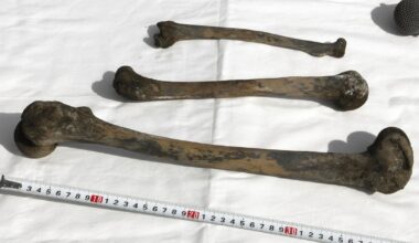Bones, skull found by divers at undersea mine in Japan where over 100 Korean forced laborers died in WWII