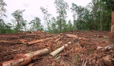 Why the Greens must become an environmental force