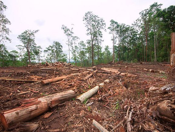 Why the Greens must become an environmental force