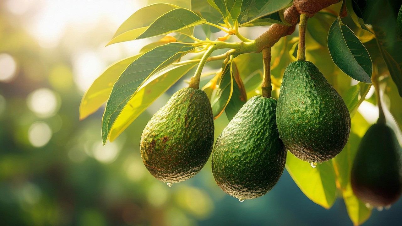 Newly Secured FernMark License Set To Boost New Zealand’s Avocado Exports