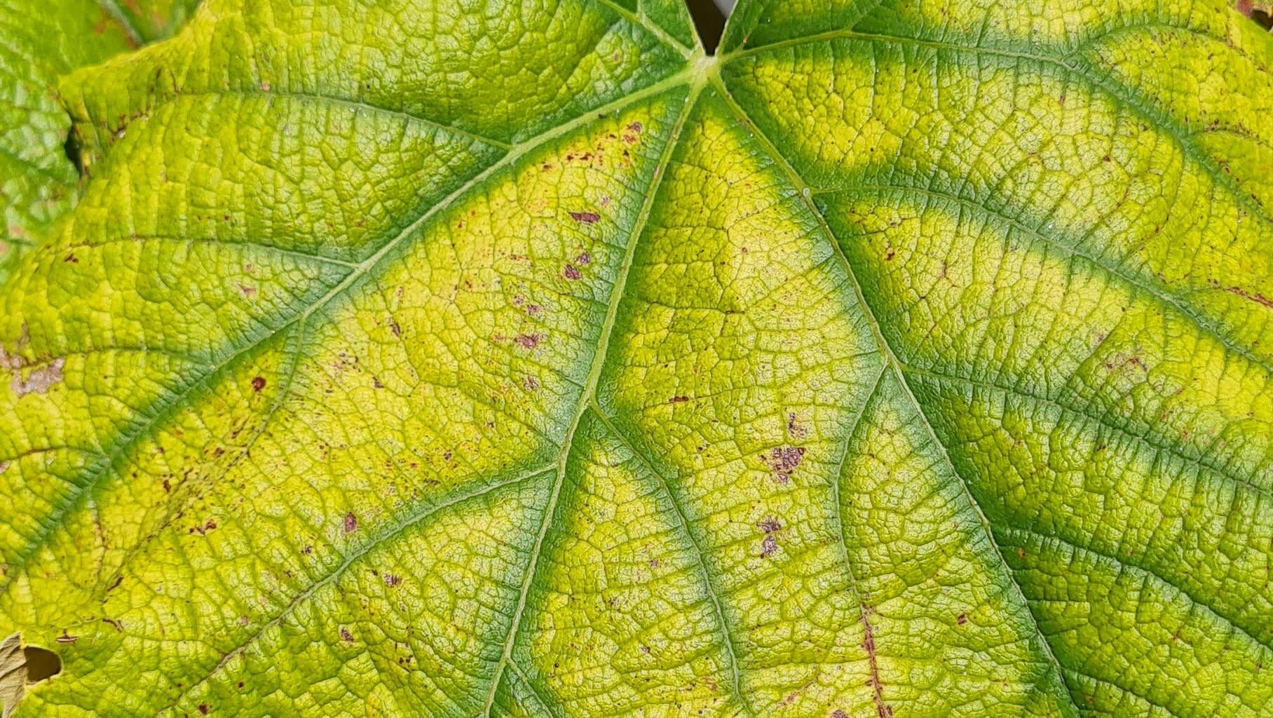 Wein - Mangel oder Hitzeschäden?