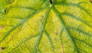 Wein - Mangel oder Hitzeschäden?