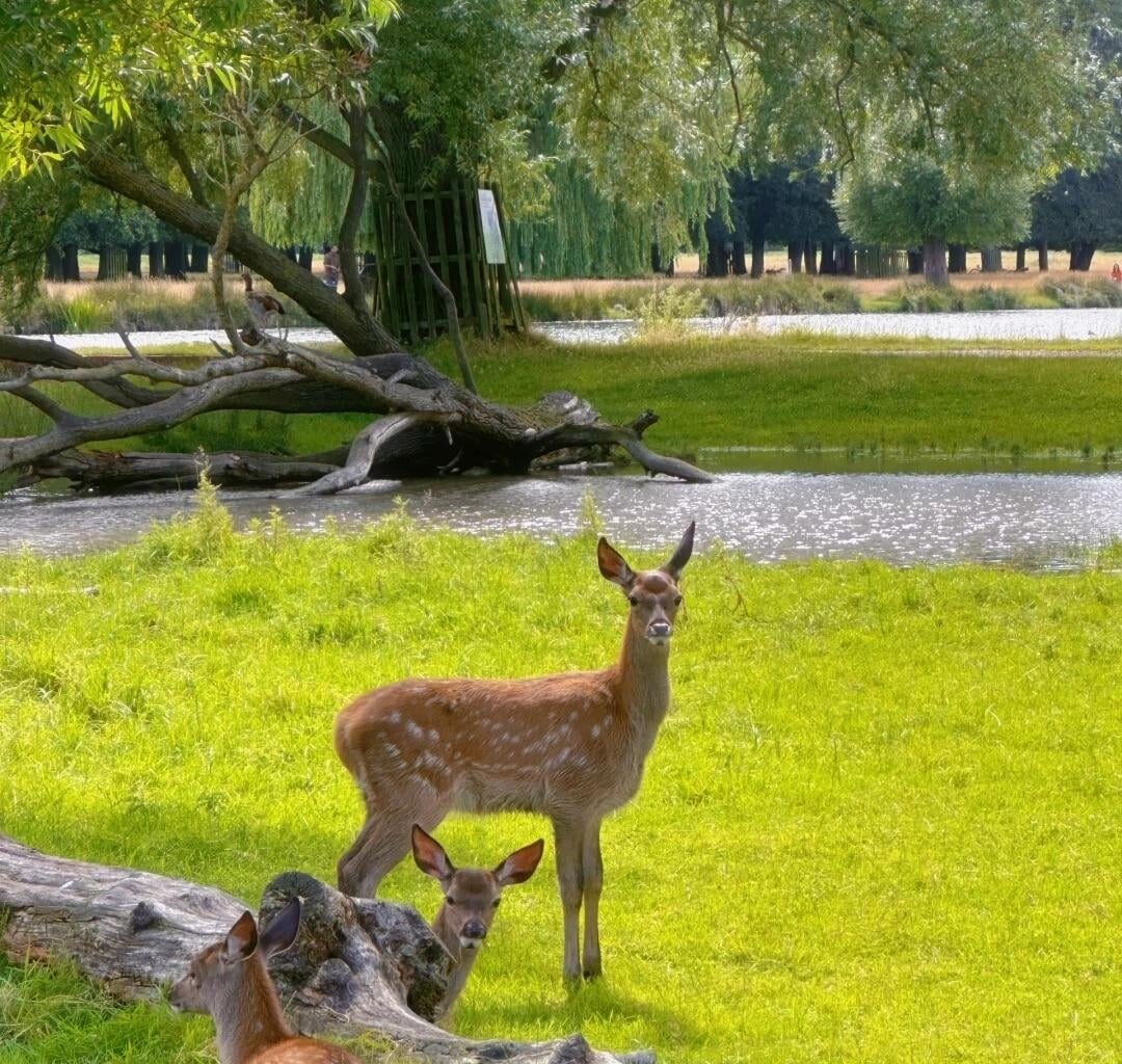 Britain's parks really do have the magic of making people happy!